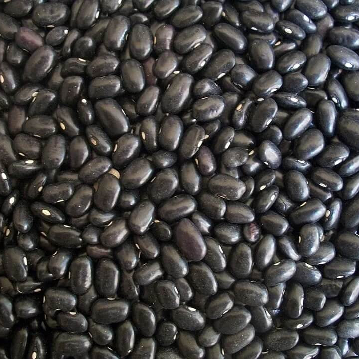 Black Bean Seeds - Vegetable Plant