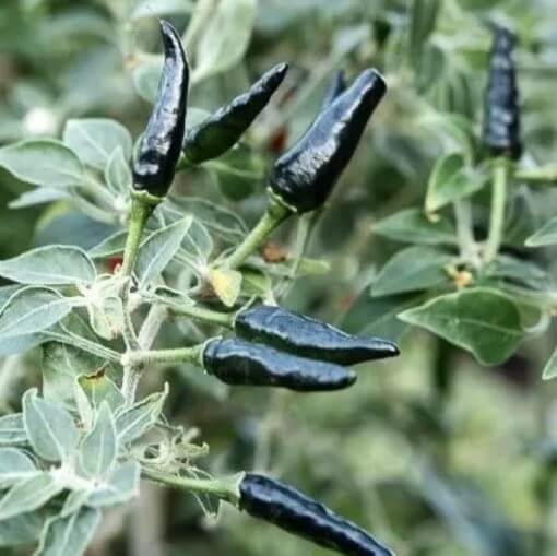 Black Cobra Chili Hot Pepper Seeds
