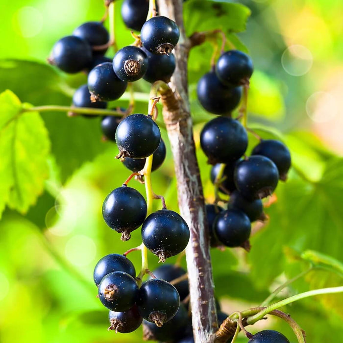 Black Currant Seeds - Fruit Plant