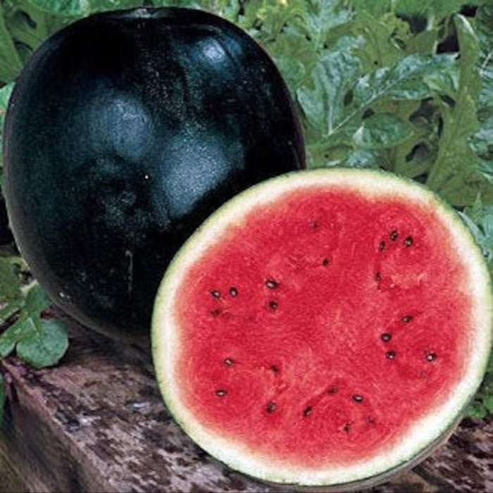 Black Diamond Watermelon Seeds