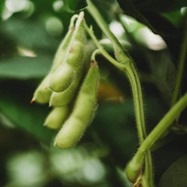 Black Edamame Seeds