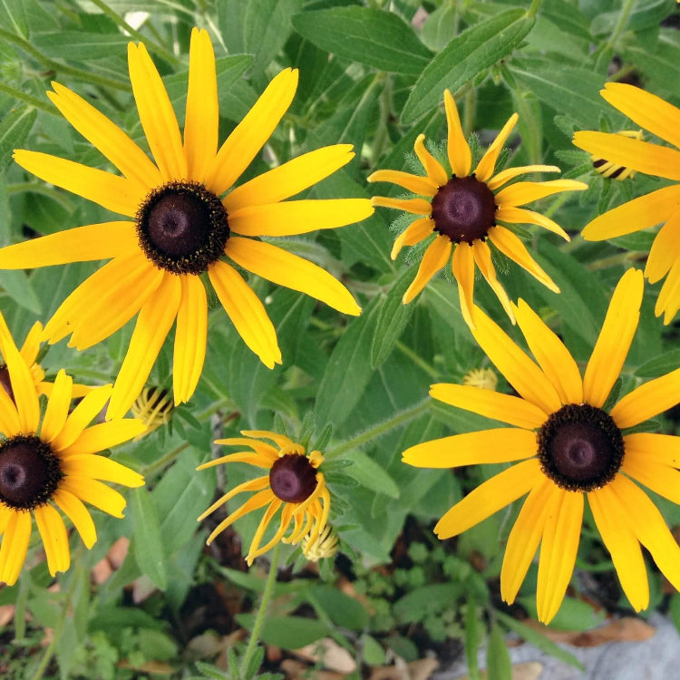 Black Eyed Susan Rudbeckia Seeds - Flower Plant