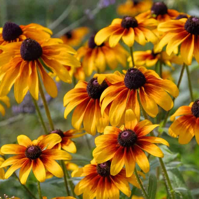 Black Eyed Susan Seeds