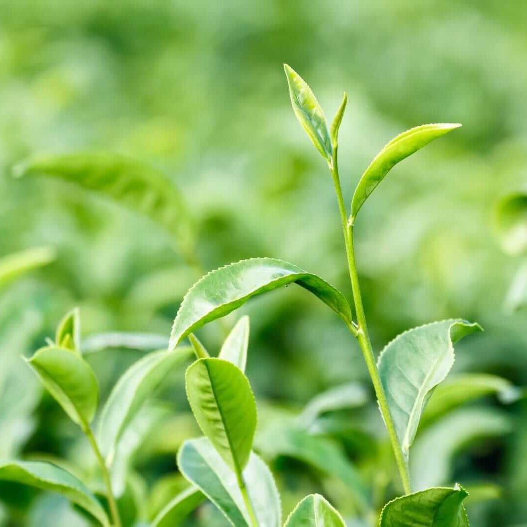 Black & Green Drinking Tea Camellia Sinensis Seeds