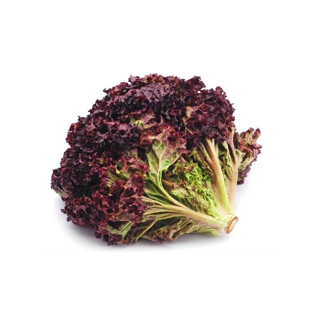 Black Lettuce Seeds