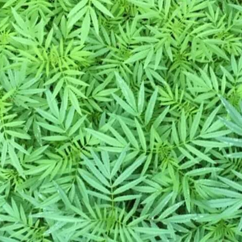 Black Mint Seeds