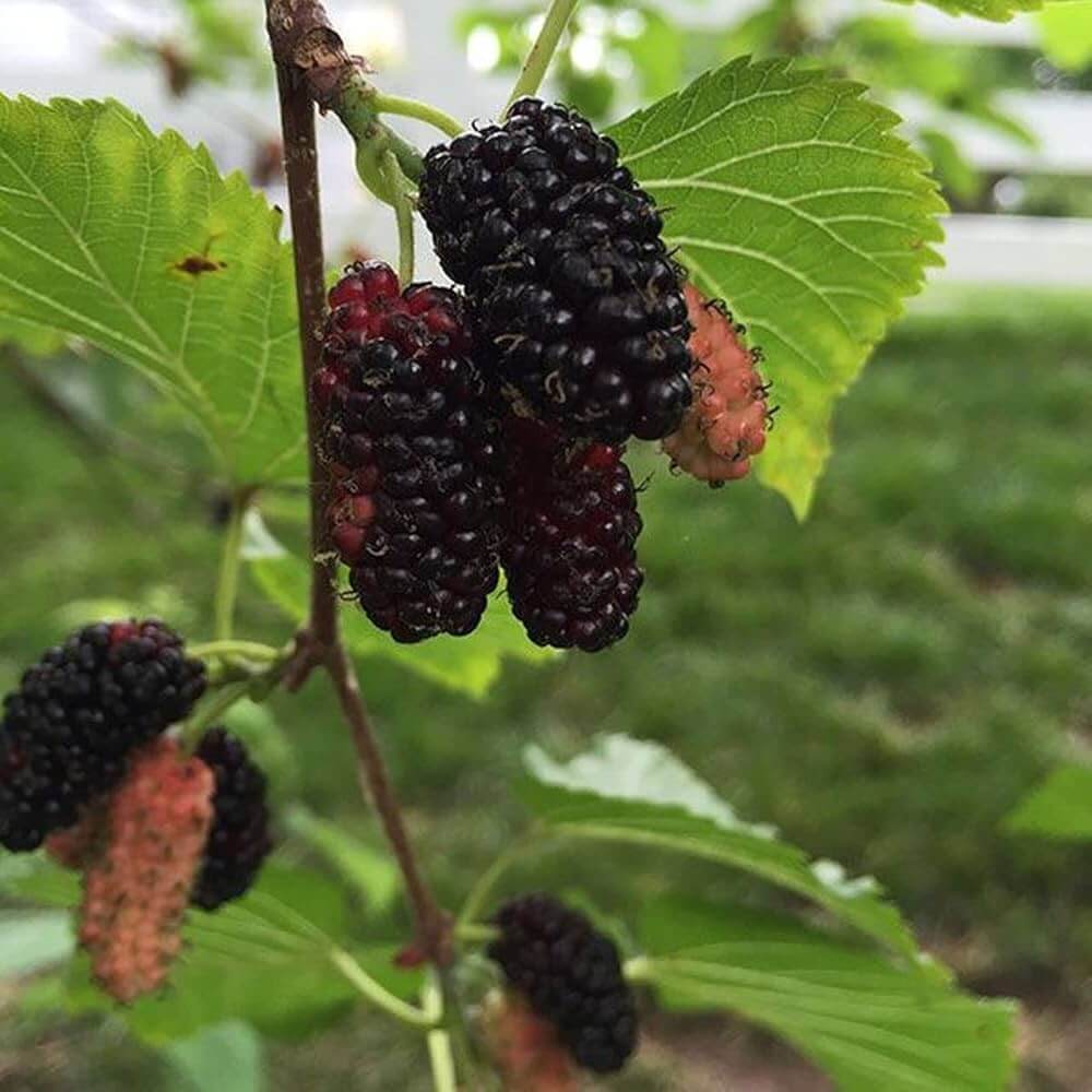 Black Mulberry Seeds