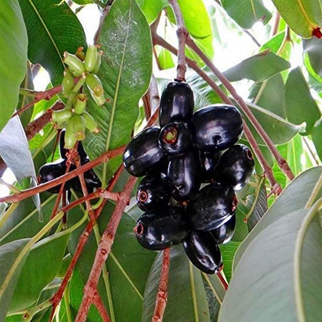 Black Plum Seeds - Fruit Plant for Home Gardens