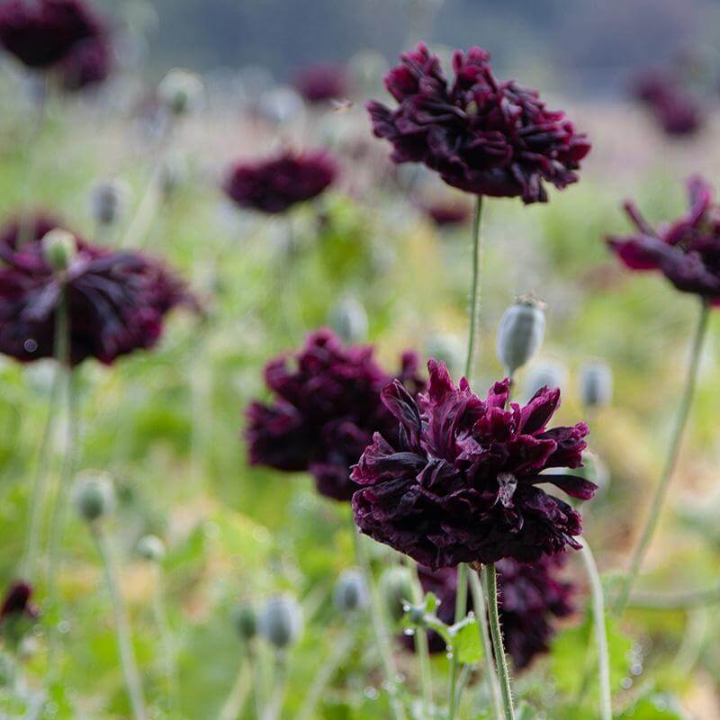 Black Poppy Seeds - Flower Plant