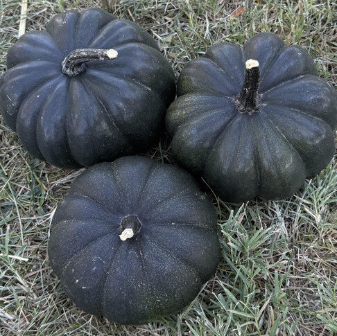 Black Pumpkin Seeds