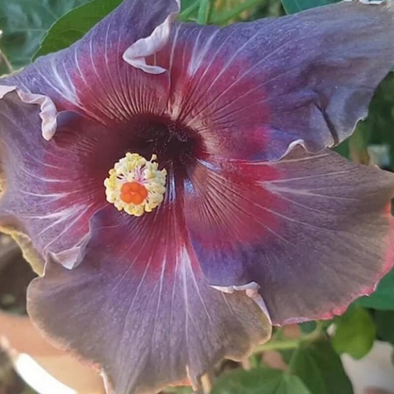 Black Rainbow Hibiscus Seeds