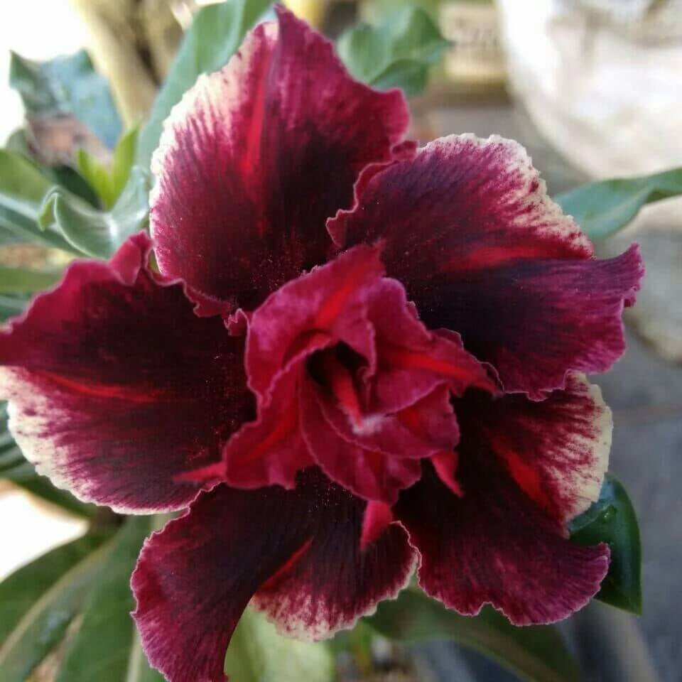 Black Red Desert Rose Seeds - Flower Plant