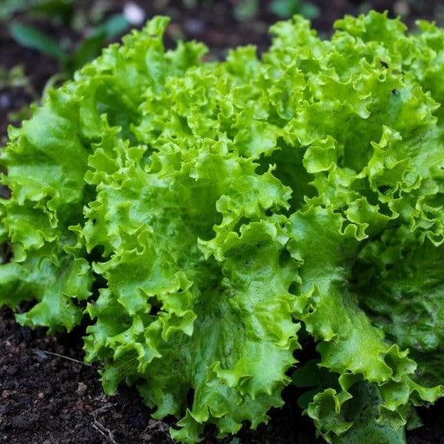 Black Simpson Lettuce Seeds - Heirloom Vegetable Plant for Home Gardens