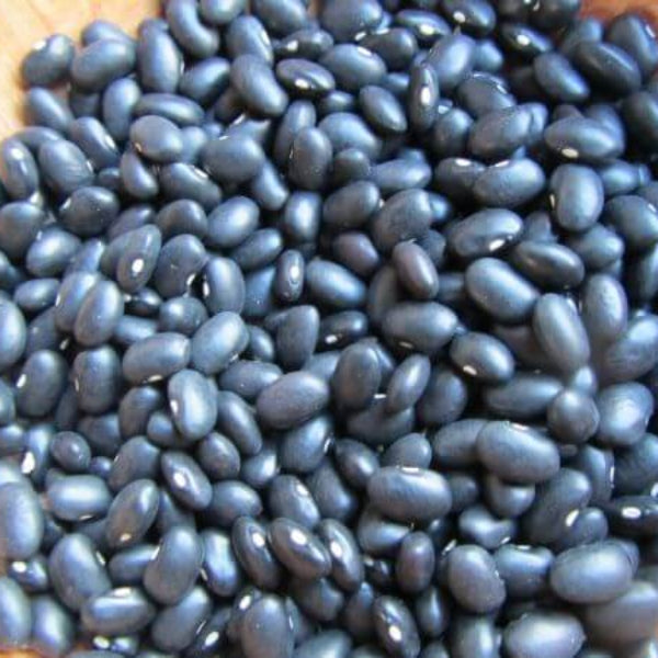 Black Turtle Bean Seeds - Vegetable Plant
