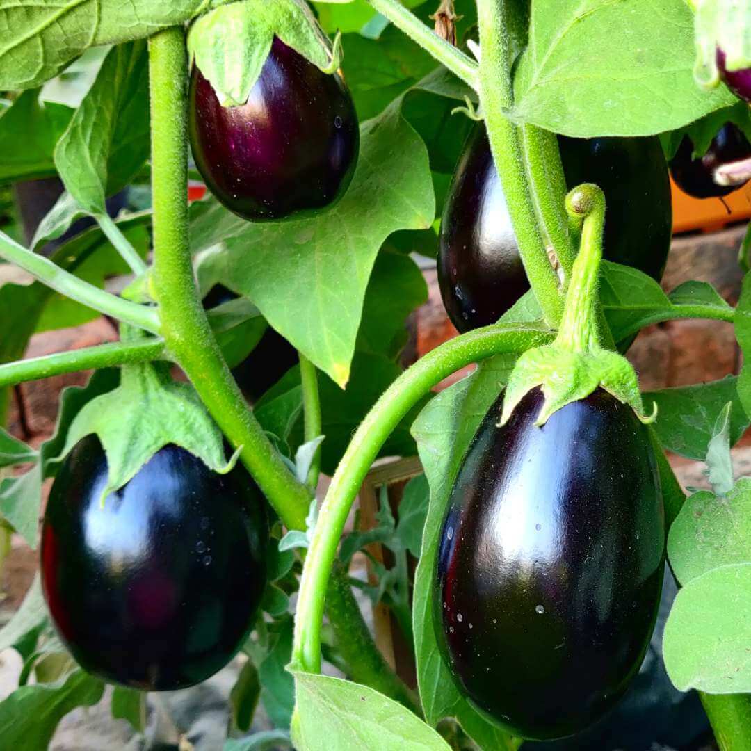 Black beauty eggplant seeds - Vegetable Plant