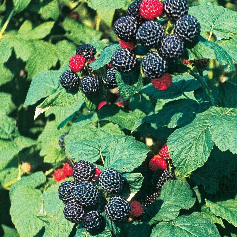 Black raspberry seeds - Fruit Plant