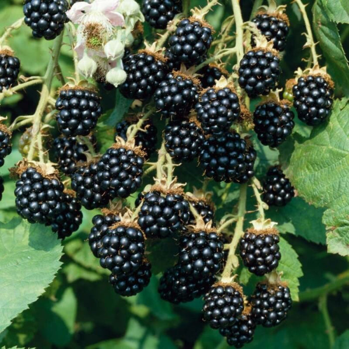 Blackberries seeds - Fruit Plant for Home Gardens