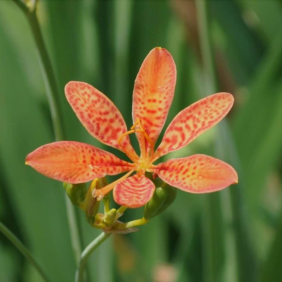 Blackberry Lily Seeds - Flower Plant