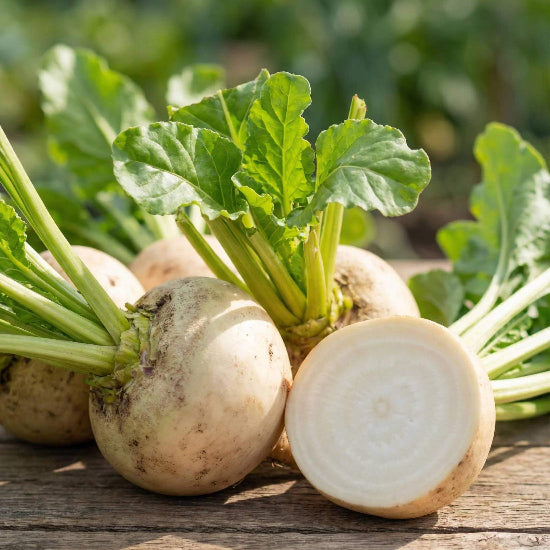 Blankoma Beet Seeds