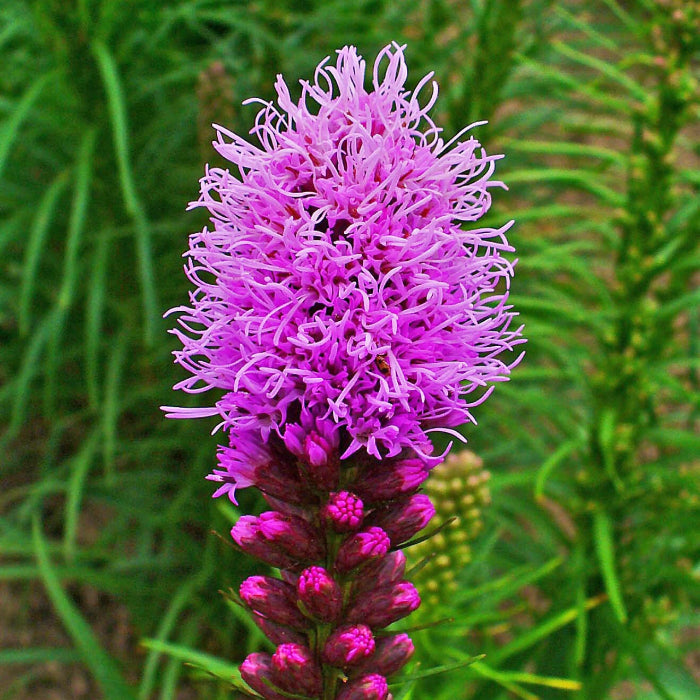 Blazing Star Seeds - Flower Plant