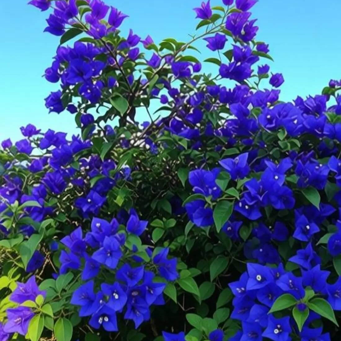 Blue Bougainvillea Seeds