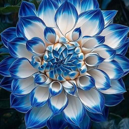 Blue Dahlia Seeds