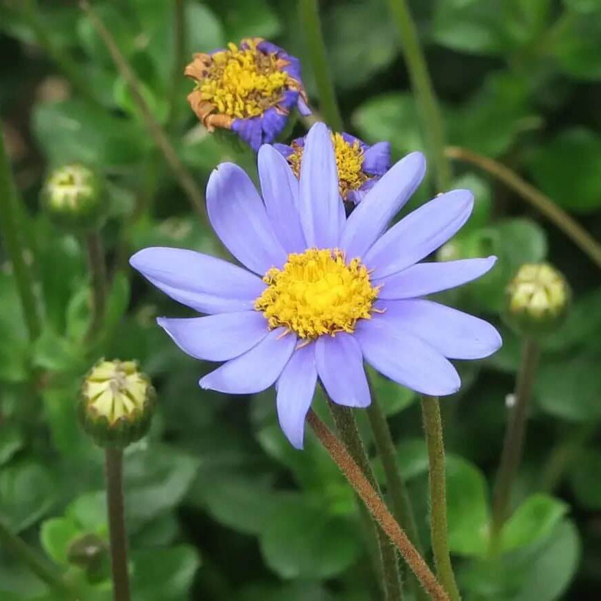 Blue Daisy Seeds