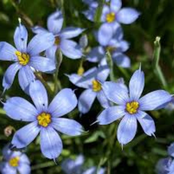 Blue Eyed Grass Seeds - Flower Plant