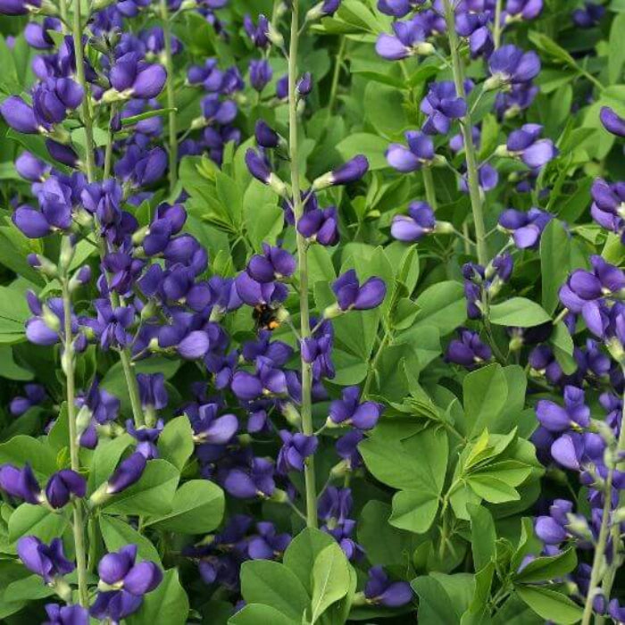 Blue False Indigo Seeds - Flower Plant