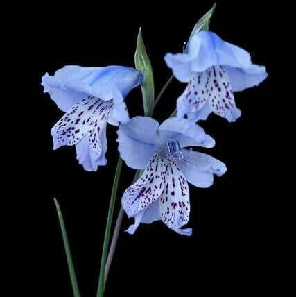 Blue Gladiolus Seeds