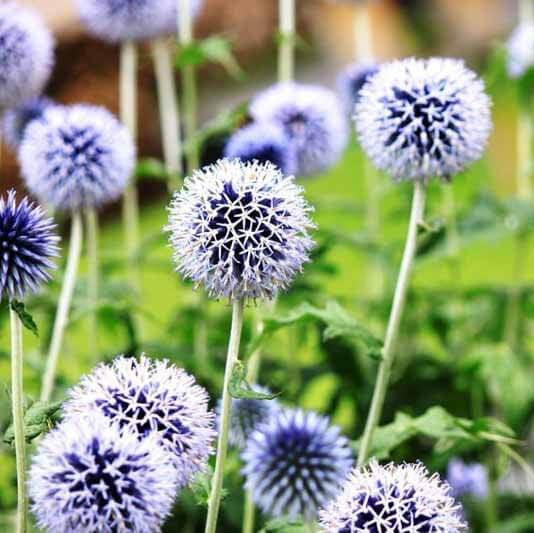 Blue Globe Thistle Seeds