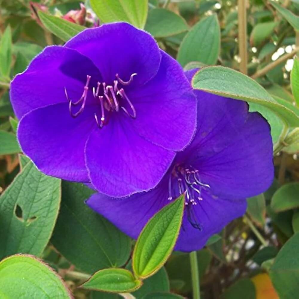 Blue Mandevilla Sanderi Seeds