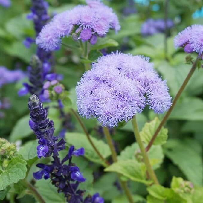 Blue Mistflower Seeds - Flower Plant