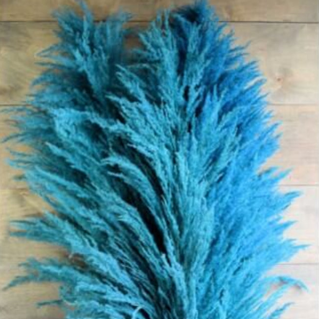 Blue Pampas Grass Seeds