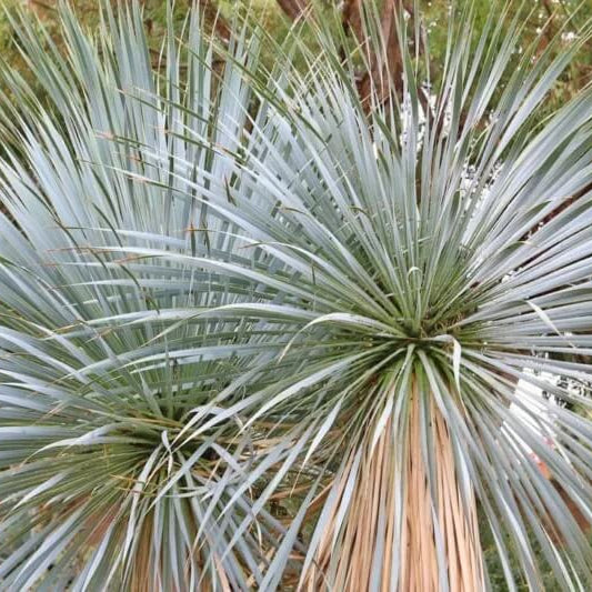 Blue Rostrata Yucca Seeds