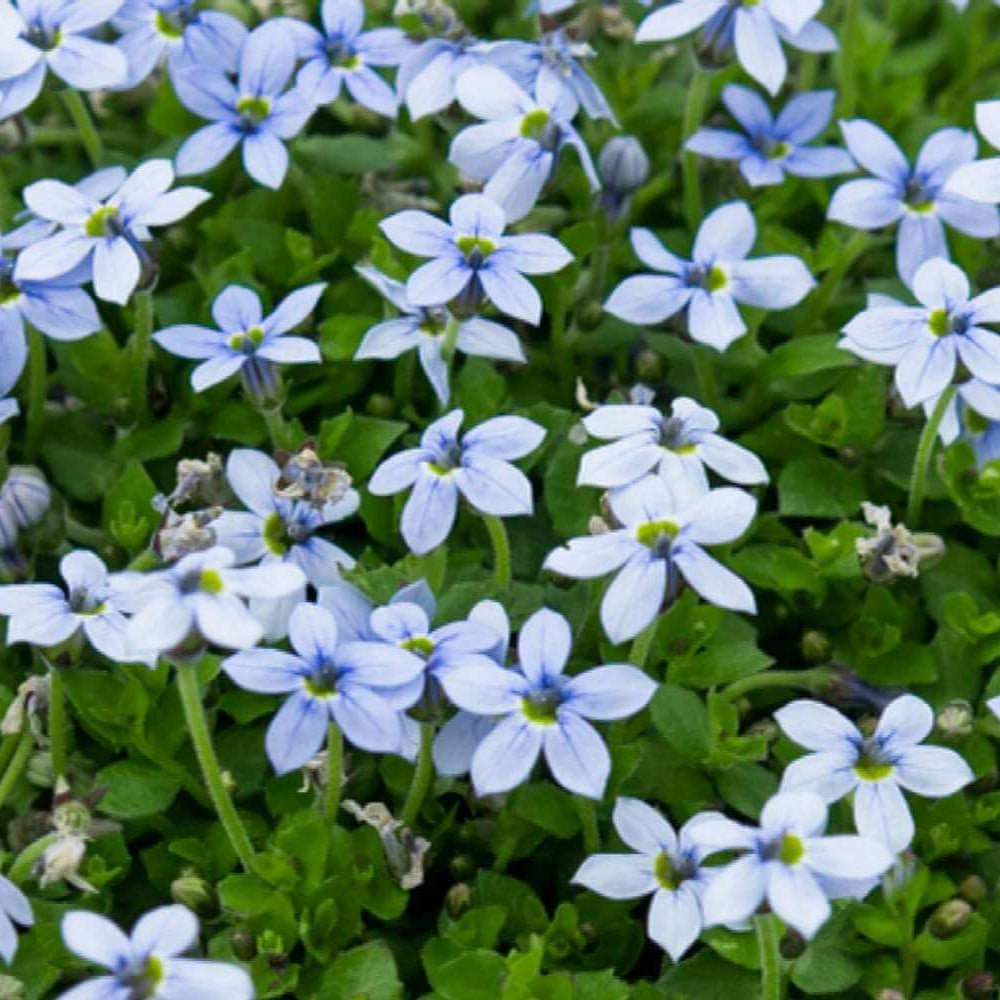 Blue Star Ground Cover Seeds