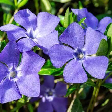 Blue Vinca Seeds