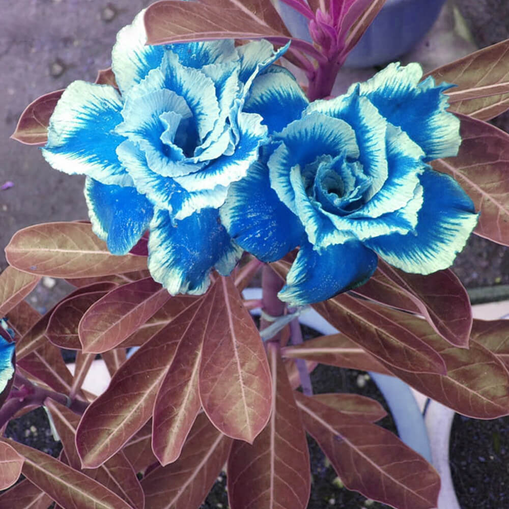 Blue White Desert Rose Seeds - Flower Plant