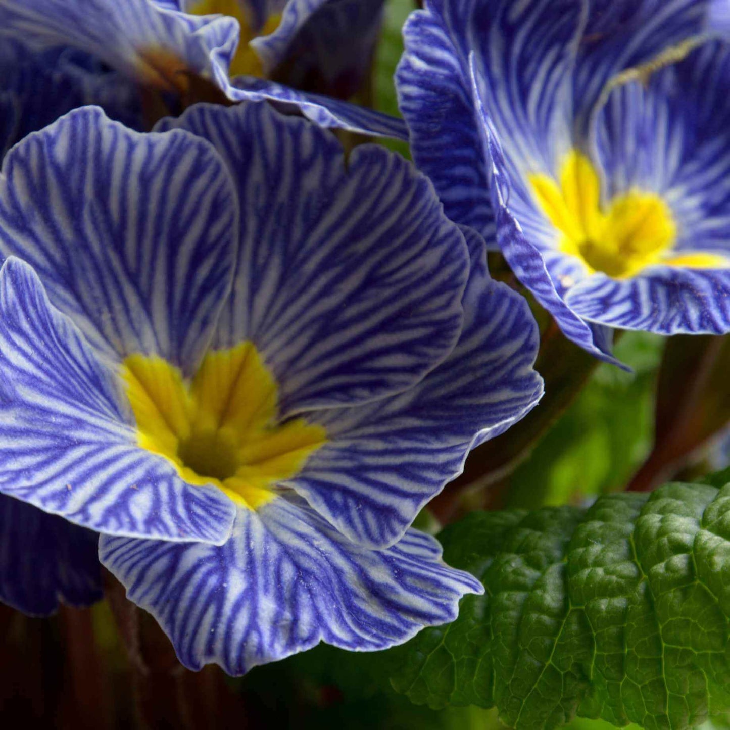 Blue Zebra Primula Seeds