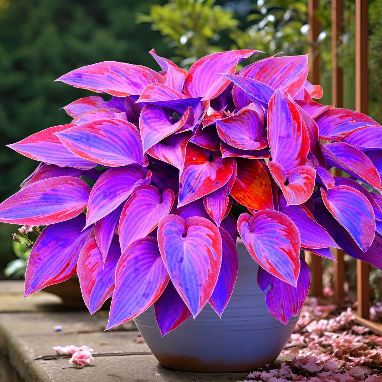 Blue and Purple Hosta Seeds