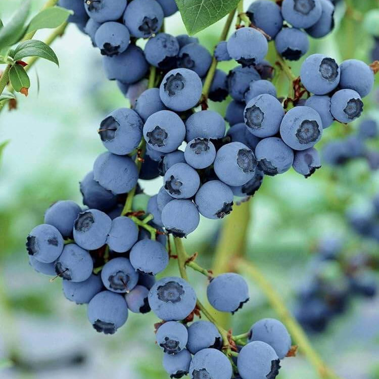 Blueberries seeds - Fruit Plant
