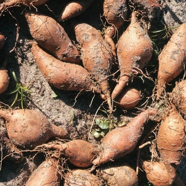 Bogachiel Yacon Seeds
