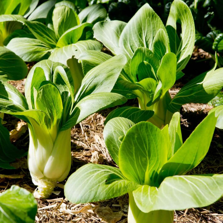 Bok Choy Seeds - Vegetable Plant