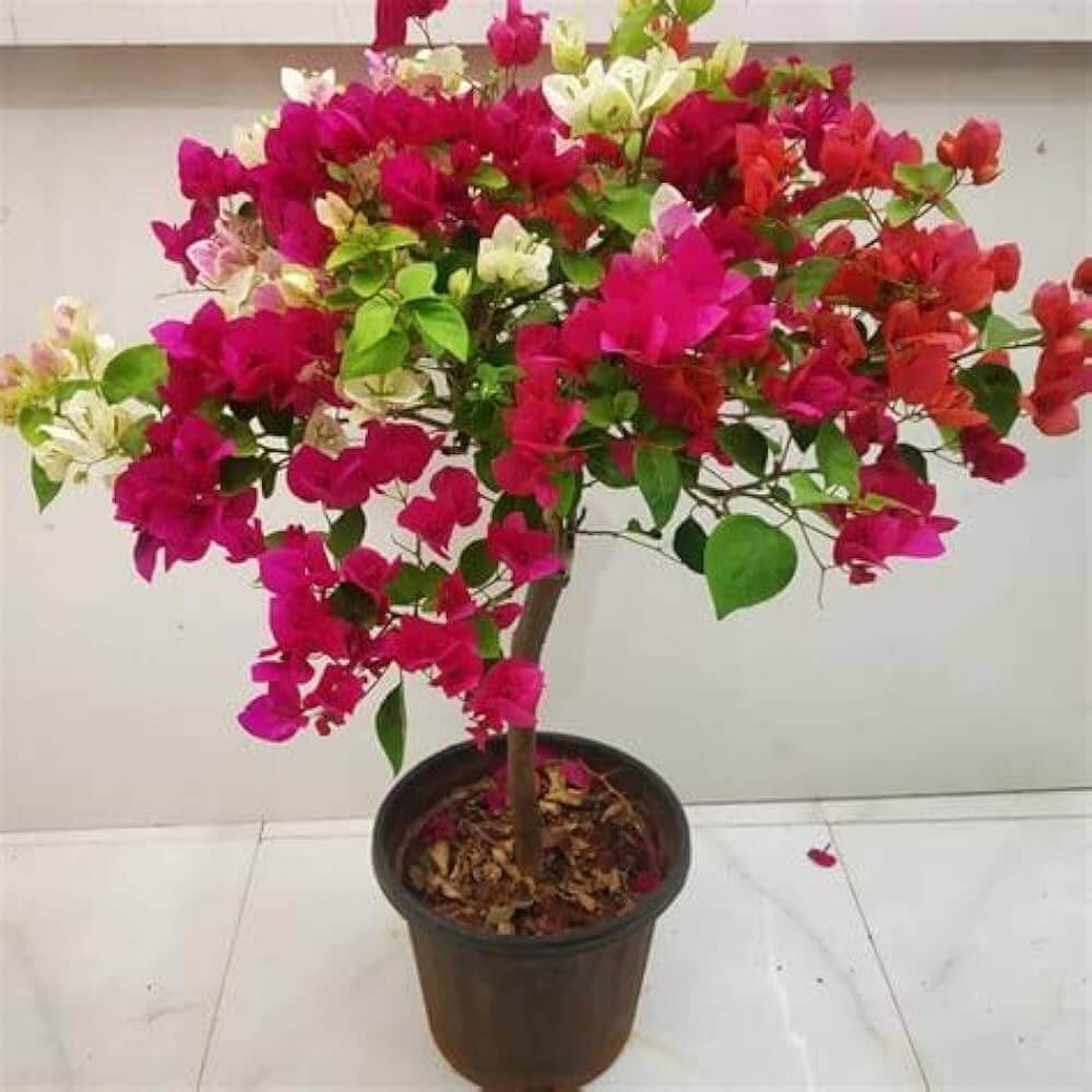 Bougainvillea Seeds - Flower Plant for Home Gardens