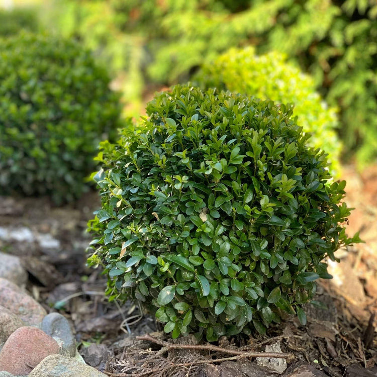 Boxwood Shrub Seeds - Shrub Plant Seeds for Home Gardens
