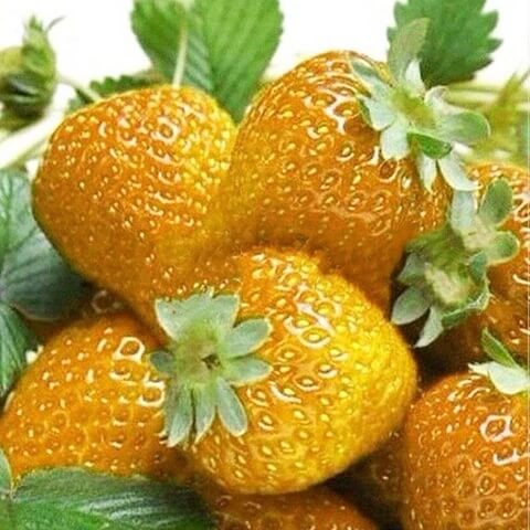 Bright Orange Strawberry Seeds