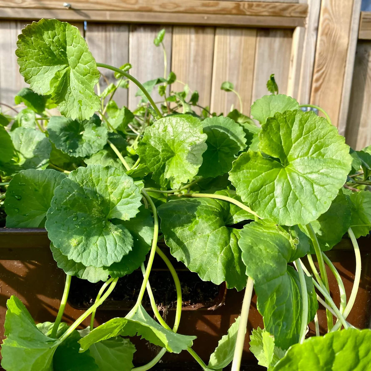Broad-Leaf Gotu Kola Seeds - Herbal Plant for Home Gardens