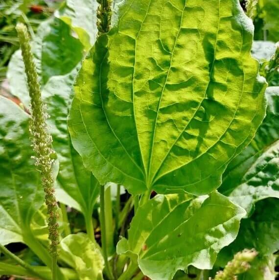 Broadleaf Plantain seeds