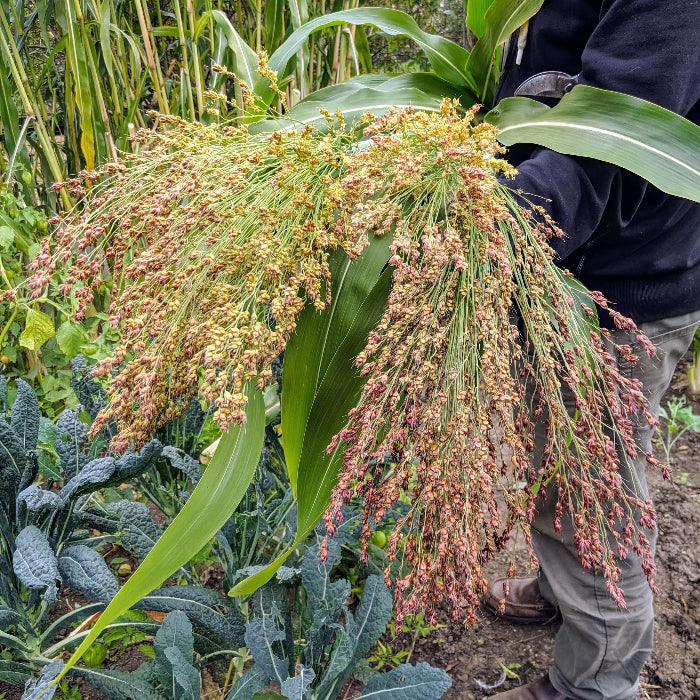 Broomcorn Seeds - Flower Plant for Home Gardens
