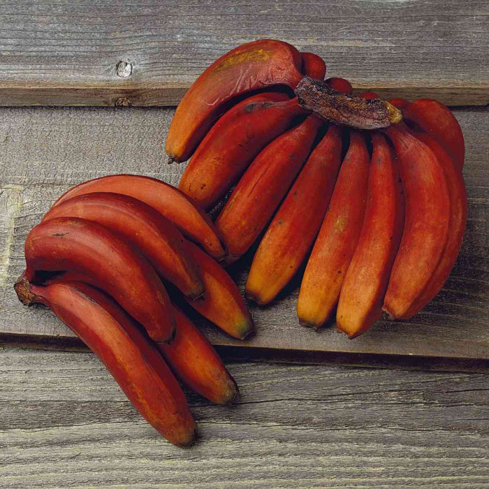 Brown Banana Seeds